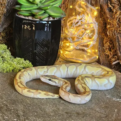 Żółtek - Pastel Enchi Lesser Het. Hypo poss Orange Dream