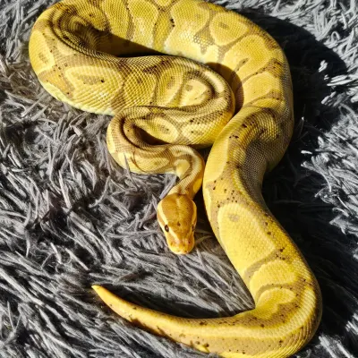 Ananek - Banana