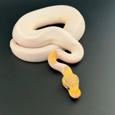 Pastel black pastel banana piebald