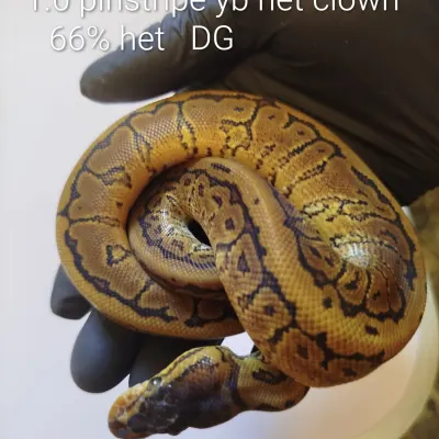 Pinstripe YB het clown 66 % het DG