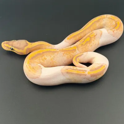 Pastel banana piebald