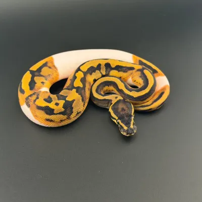 Piebald