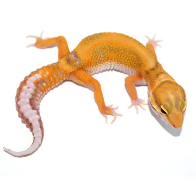 Rainwater albino Blue amber eyes