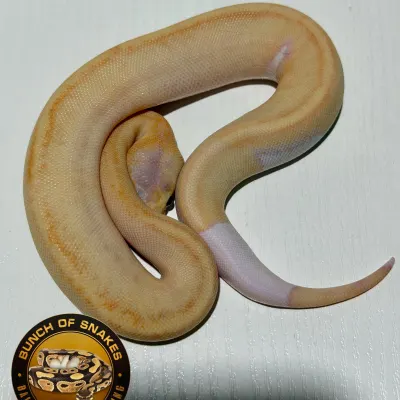 Banana Orange Dream Champagne Het.Piebald