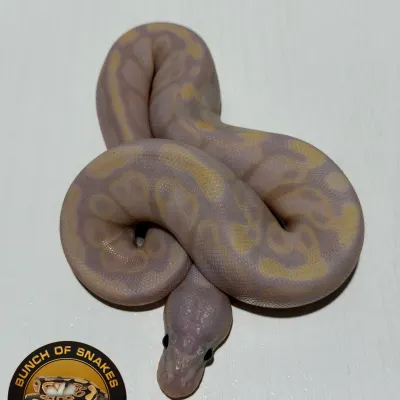 Super Banana Het Piebald