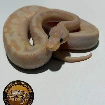 Banana Enchi Champagne Het Piebald Poss Orange Dream