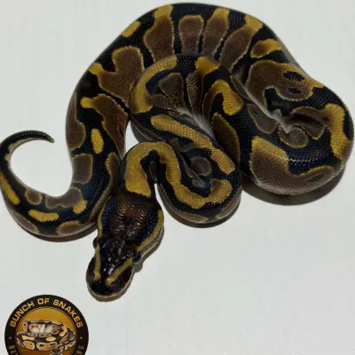 Enchi Het Piebald