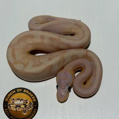 Banana Enchi Champagne Het.Piebald Poss Orange Dream
