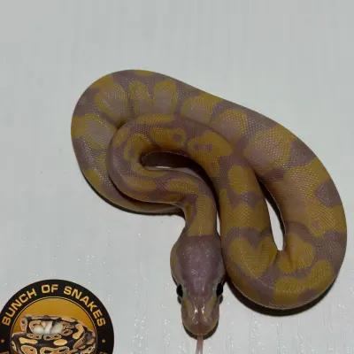 Super Banana Enchi Het Piebald Poss Orange Dream