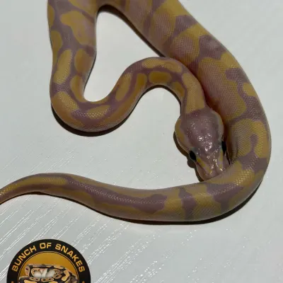 Super Banana Enchi Het Piebald poss Orange Dream