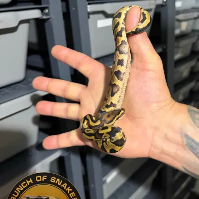 Leopard Spotnose Het Clown
