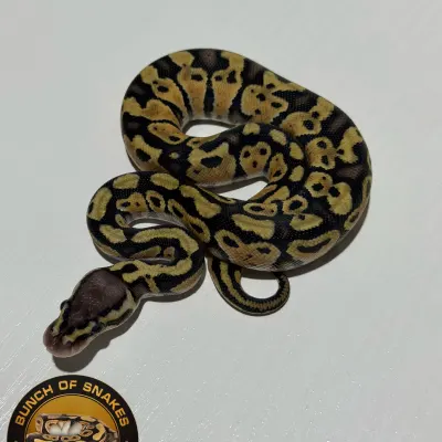 Pastel Hurricane Het.Clown
