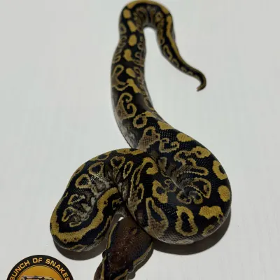 Hurricane Het Clown