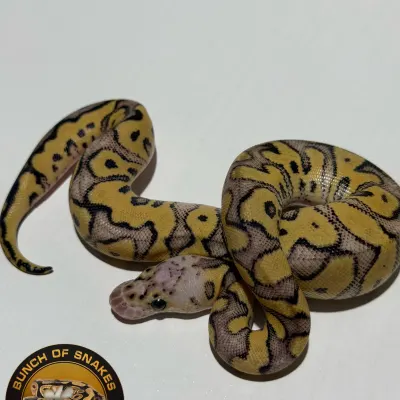 Pastel Hurricane Clown