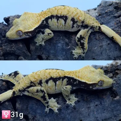 Crested Gecko