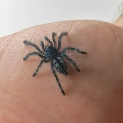 Caribena versicolor