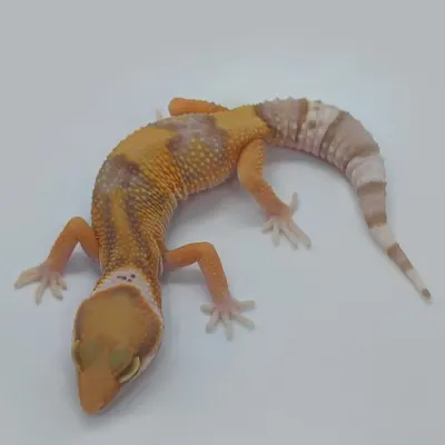Leopard Gecko