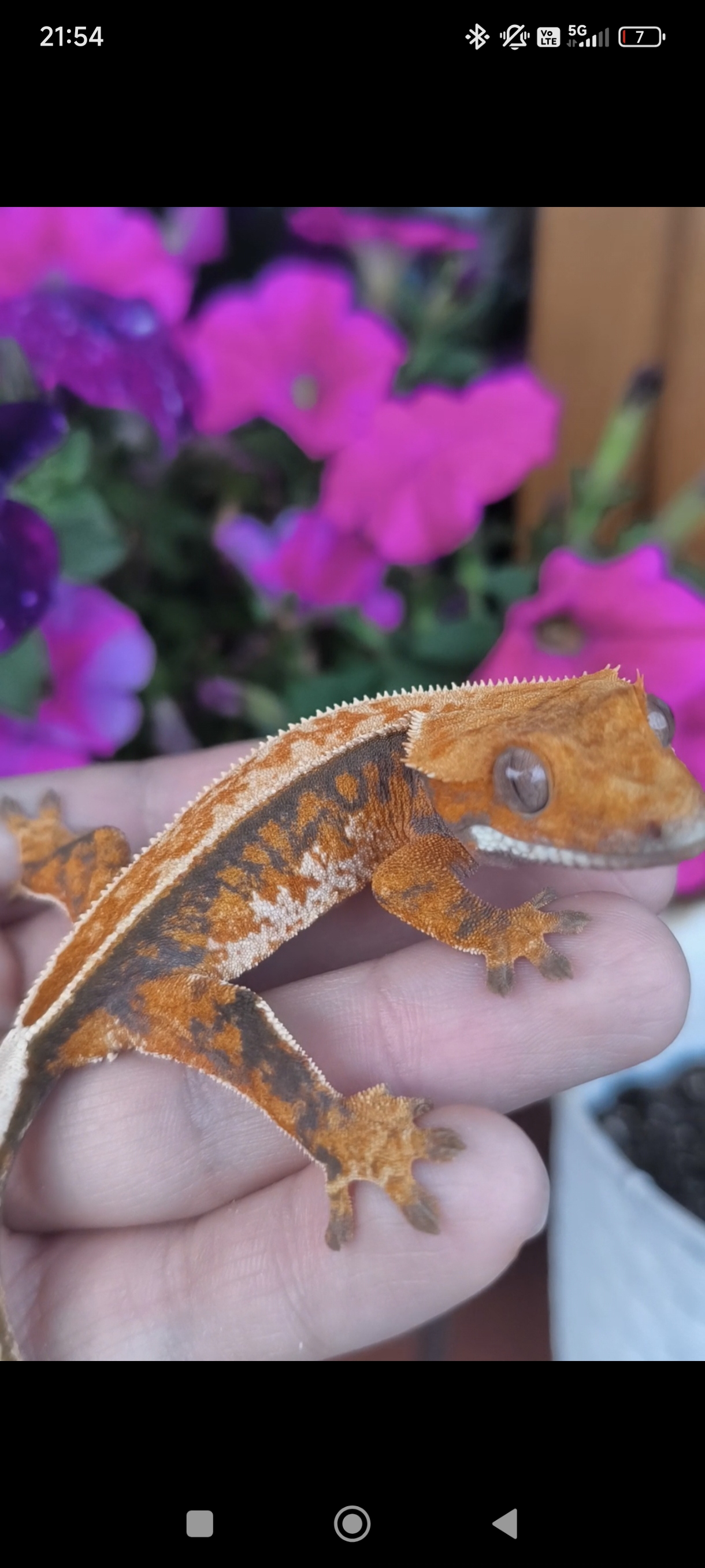 Tricolor