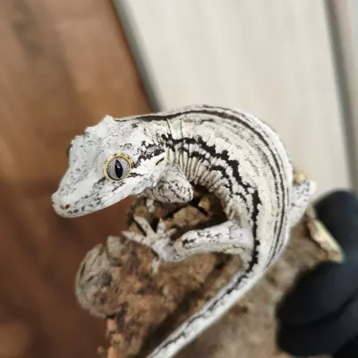 Gargoyle Gecko