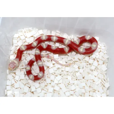 Lampropeltis polyzona " Nelsoni"
