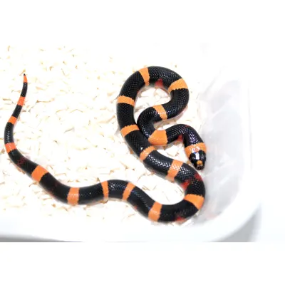 Lampropeltis polyzona "Campbelli" Apricot project X