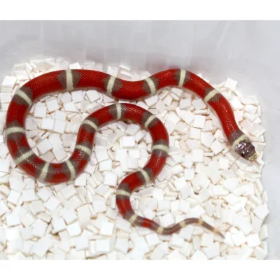 Lampropeltis polyzona "Nelsoni" T+ albino