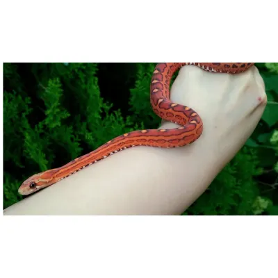 Corn Snake