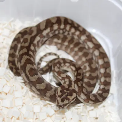 Morelia spilota mcdowelli Caramel