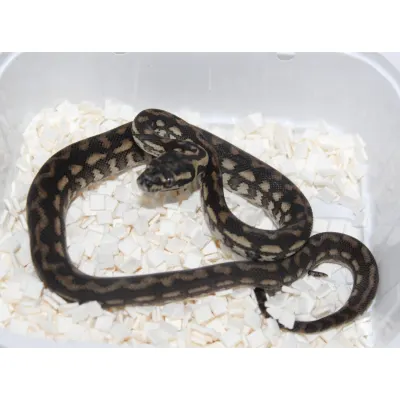 Morelia spilota mcdowelli