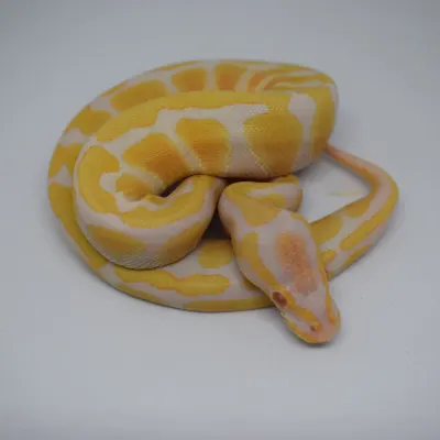 Albino