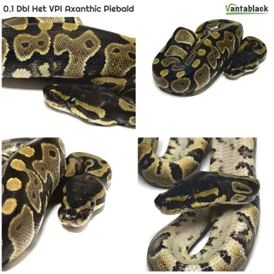 Dbl Het VPI Axanthic Piebald