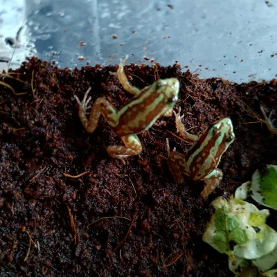 Anthony's Poison Arrow Frog