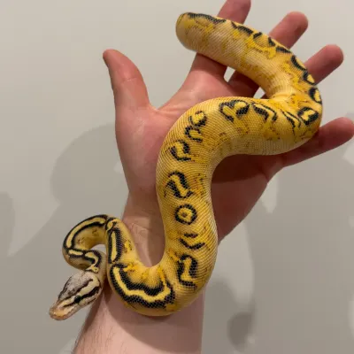 Pastel Super Gravel 50% Het Clown