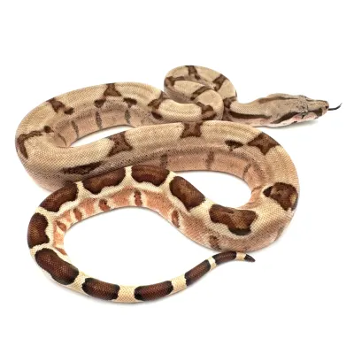 Salmon Hypo Het Albino (Sharp)