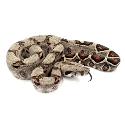Het Albino (Sharp)
