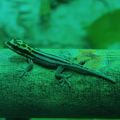 Lygodactylus kimhowelli