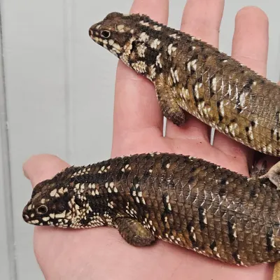 Scynk Stokesa