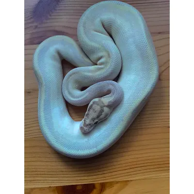 Orange Dream Leopard Super Yellow Belly
