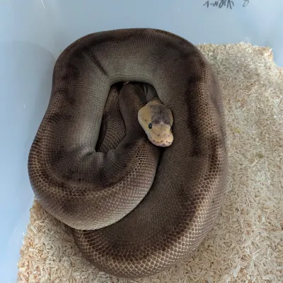 Champagne HRA het clown 2kg