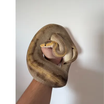 Ball Python