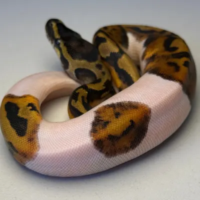 Pied Piebald
