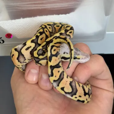 Enchi Super Pastel 50% Het Clown