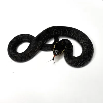 Thamnophis eques