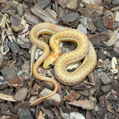Thamnophis eques