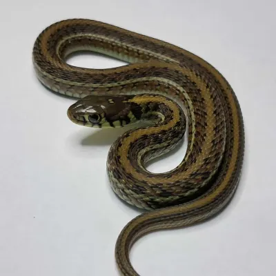Thamnophis eques