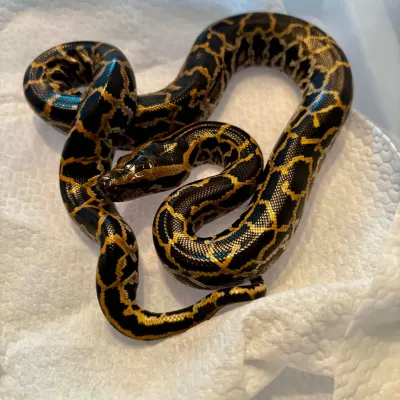 Burmese Python