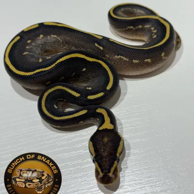 Freeway Mojave Het Piebald