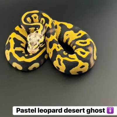 Pastel leopard desert ghost 🚺
