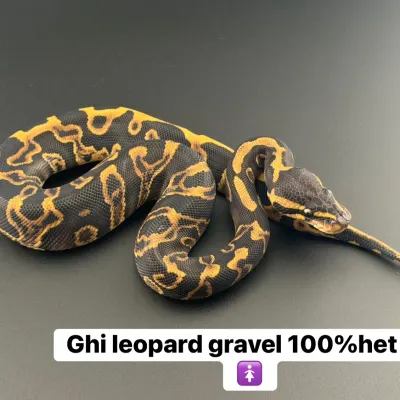Ghi leopard gravel het dg 🚺