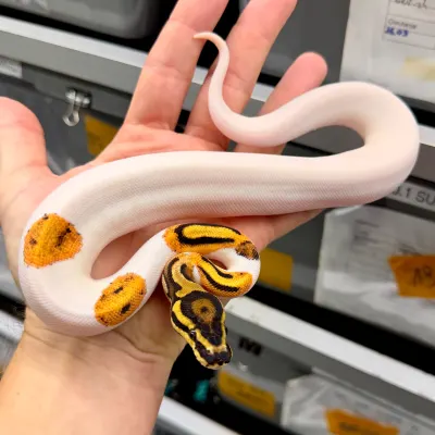 Pied Super Orange Dream